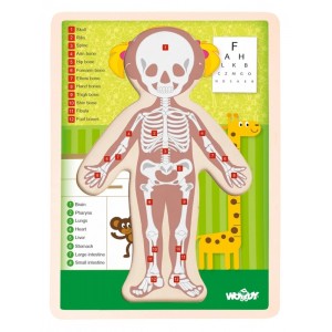 Woody 91925 Деревянная обучающая головоломка - Человеческое тело Девочка (EN версия) (12шт.) для детей от 3 лет (22.5x30x0.8см)